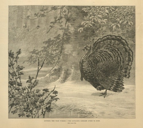 Sportsman hunting the - sportsman, wild